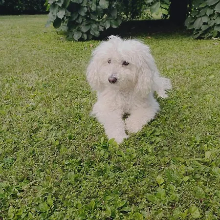 Chez Queen - Lurate Caccivio